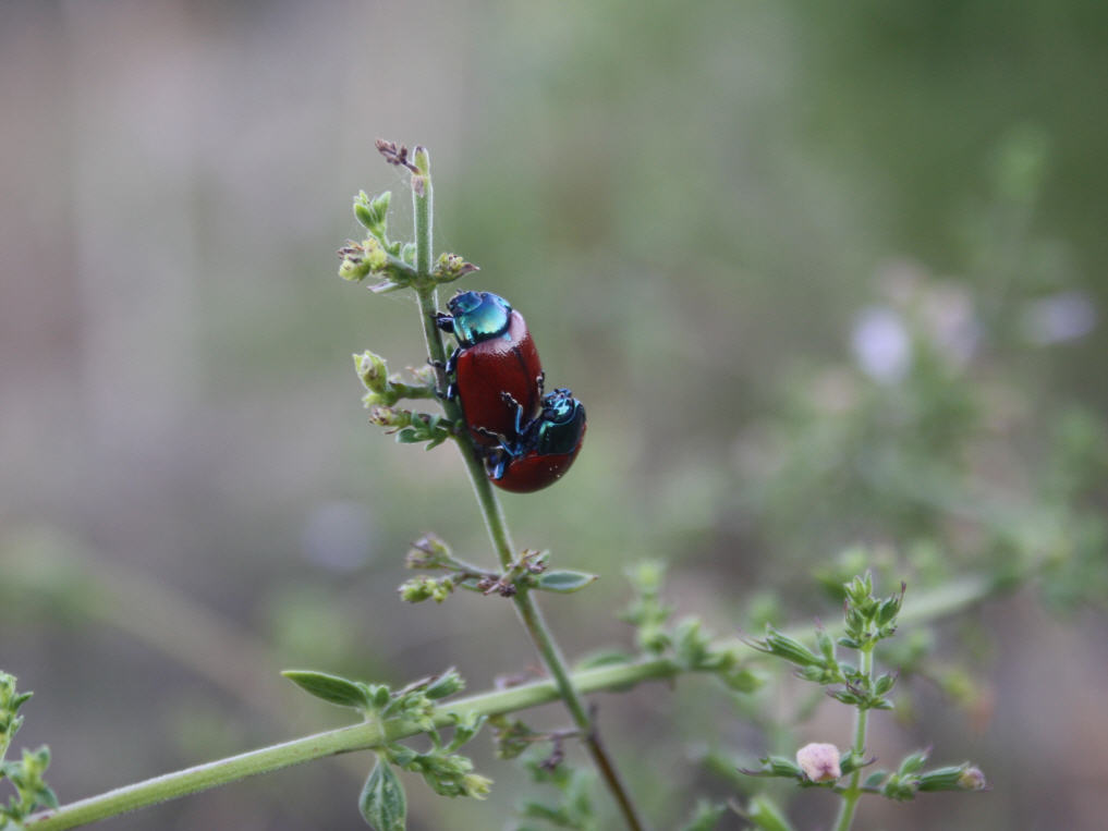 Chrysolina grossa